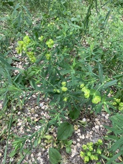 Euphorbia virgata