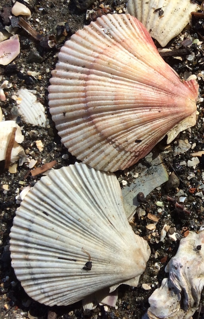 Mesopeplum convexum