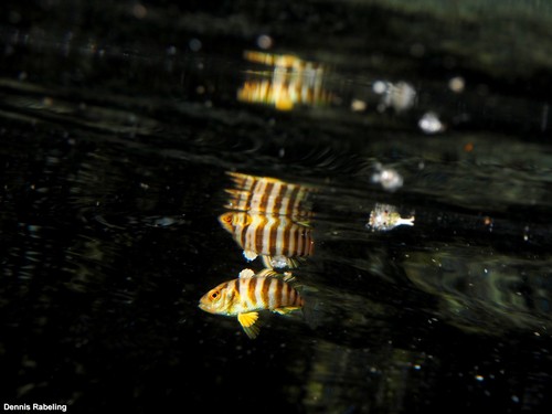 photo of Greater Amberjack (Seriola dumerili)