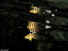Seriola dumerili