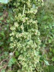 Rumex crispus