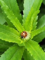 Harmonia axyridis