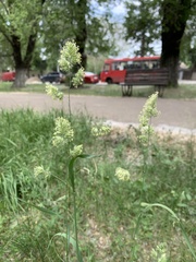 Dactylis glomerata