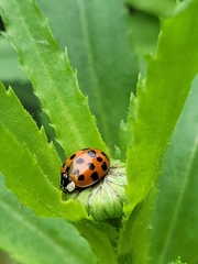 Harmonia axyridis