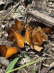 Phalanta eurytis eurytis