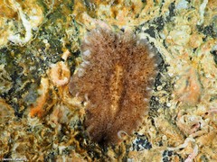Pericelis cata