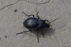 Carabus convexus