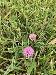 Trifolium pratense