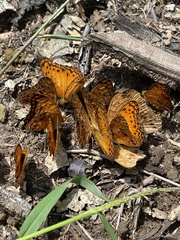 Phalanta eurytis eurytis