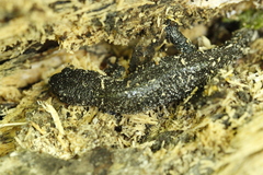 Pleurodelinae