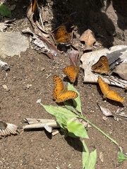 Phalanta eurytis eurytis