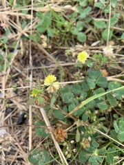 Trifolium campestre