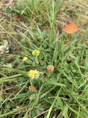 Trifolium campestre