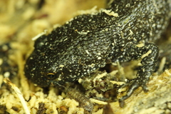 Pleurodelinae