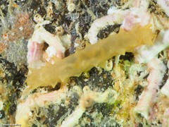 Holothuria arguinensis