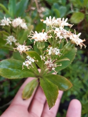 Traversia baccharoides