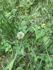 Trifolium repens