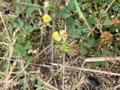 Trifolium campestre