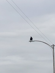 Cathartes aura