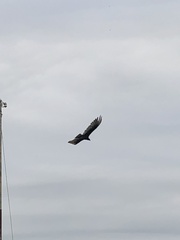 Cathartes aura