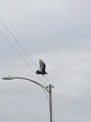 Cathartes aura