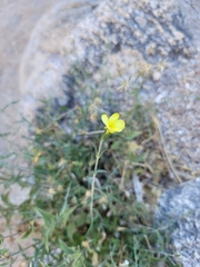 Haplophyton crooksii