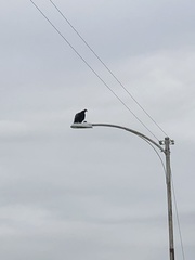 Cathartes aura