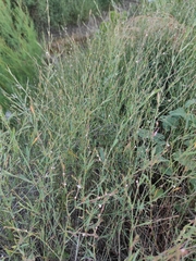 Polygonum equisetiforme