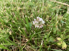 Trifolium repens