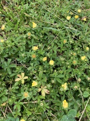 Potentilla