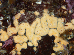 Pacific White Crust photo 2