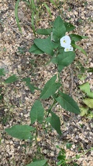 Convolvulus arvensis