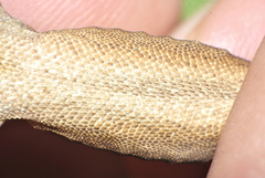 Anolis rodriguezii
