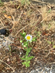 Erigeron
