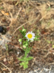 Erigeron