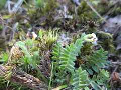 Ornithopus perpusillus