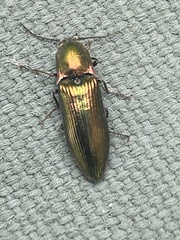 Nitidolimonius resplendens