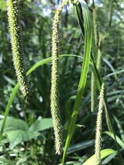Carex pendula