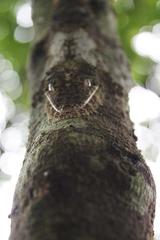 Uroplatus