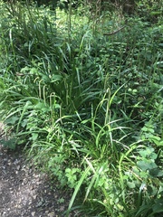 Carex pendula