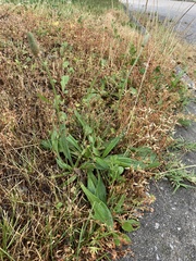 Plantago lanceolata