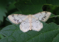 Idaea trigeminata
