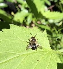 Anthophora terminalis