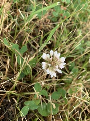 Trifolium repens
