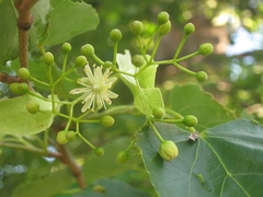 Tilia