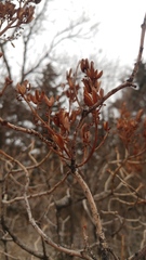 Syringa hyacinthiflora