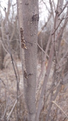 Syringa hyacinthiflora