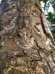 Uroplatus