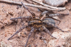 Arctosa personata