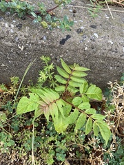 Ailanthus altissima